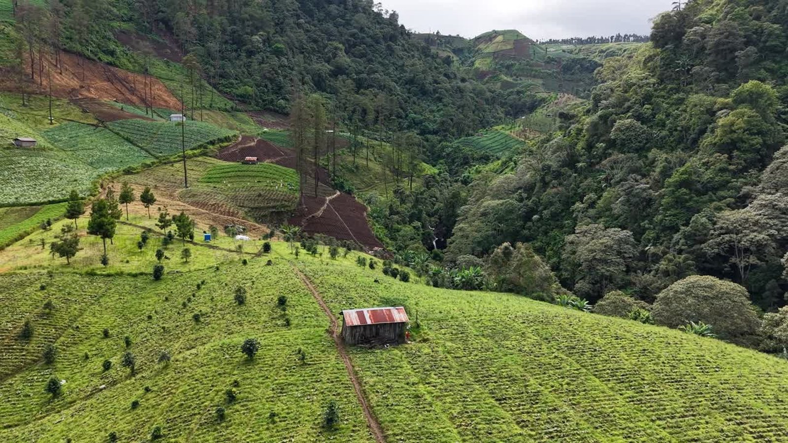 Kebun Kopi Sarinem